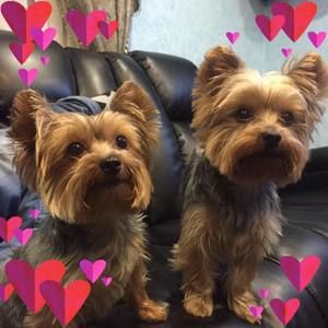 Meet your Posher, Tommy